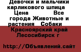 Девочки и мальчики карликового шпица  › Цена ­ 20 000 - Все города Животные и растения » Собаки   . Красноярский край,Лесосибирск г.